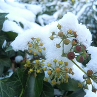 śniegowo>>>>